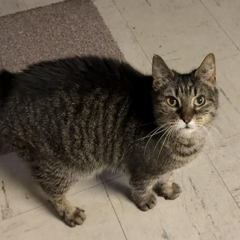 An adult medium-sized female Tabby (Brown / Chocolate) Domestic Short Hair cat named Grandma for adoption in Buffalo, NY