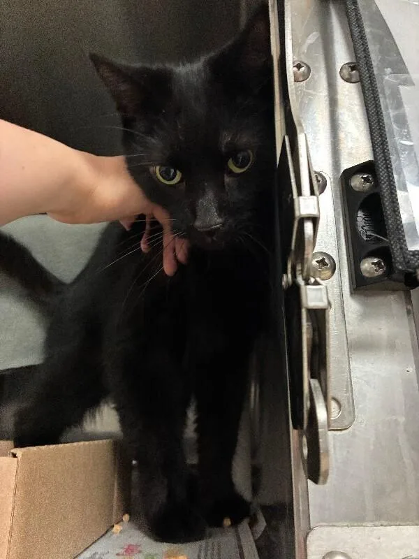 An adult medium-sized male Black Domestic Short Hair cat named Salem Saberhagen for adoption in Cincinnati, OH