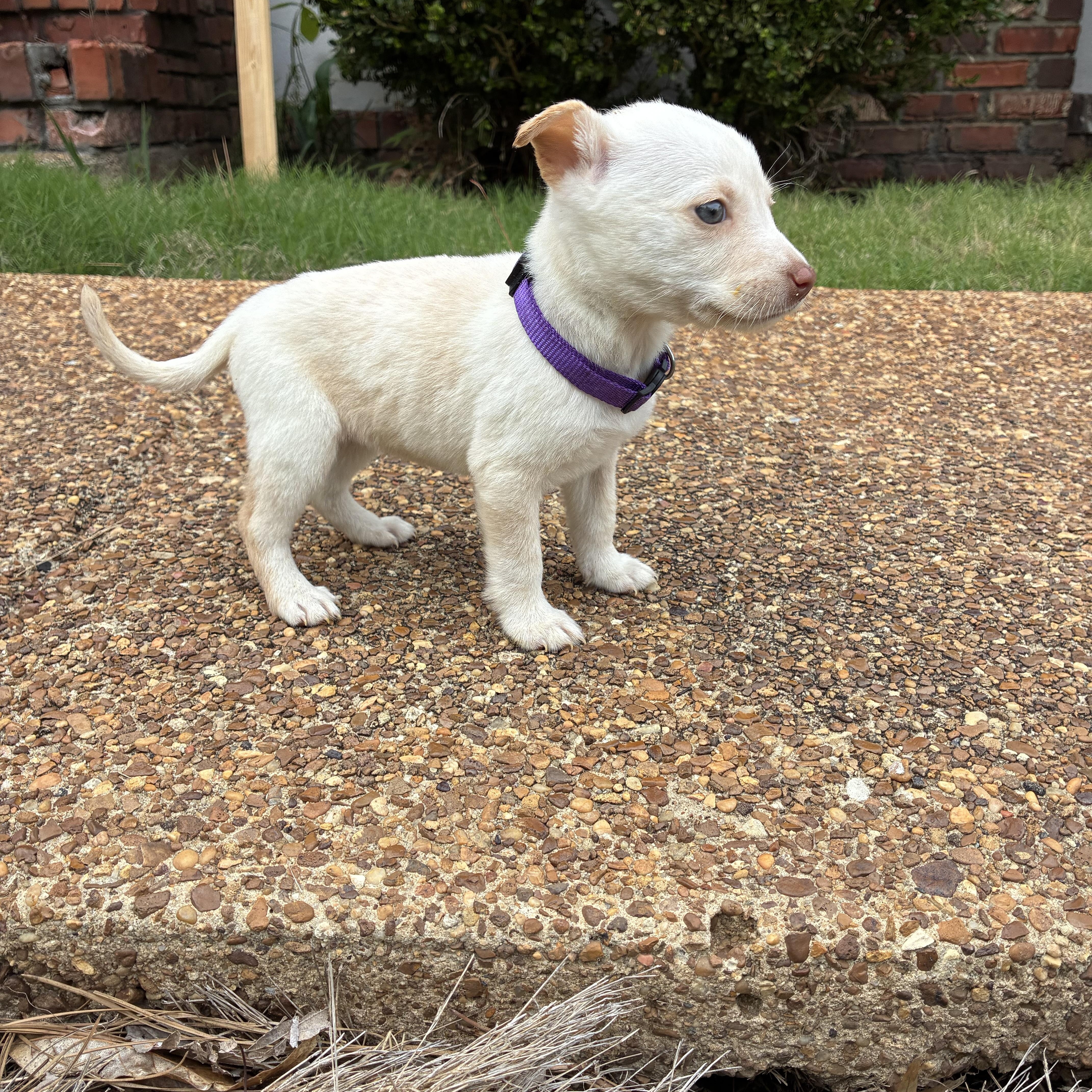 A young small-sized female Chihuahua dog named Yodel for adoption in Cordova, TN