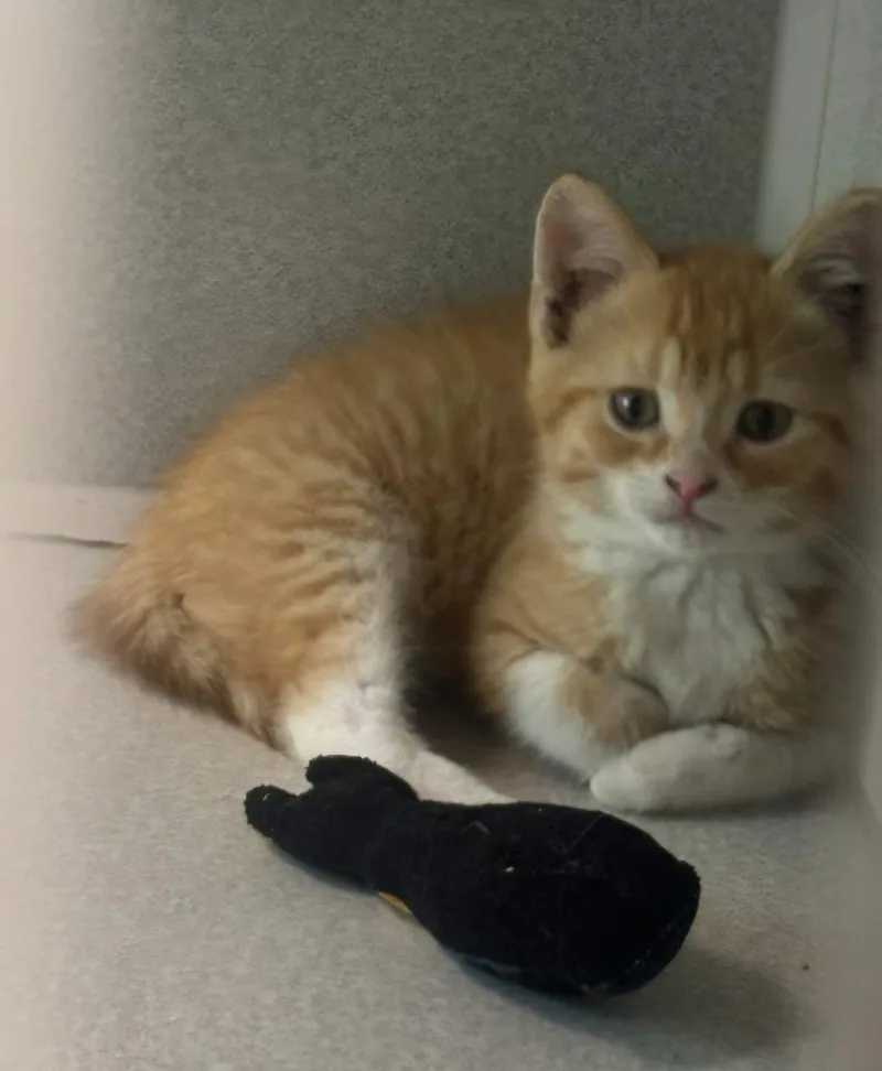 A baby large-sized female Domestic Short Hair cat named River for adoption in Viroqua, WI