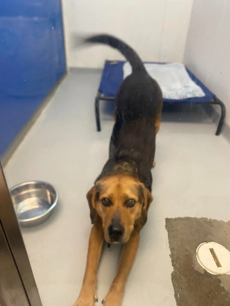 A young medium-sized male Hound dog named Bigweld for adoption in New Kensington, PA