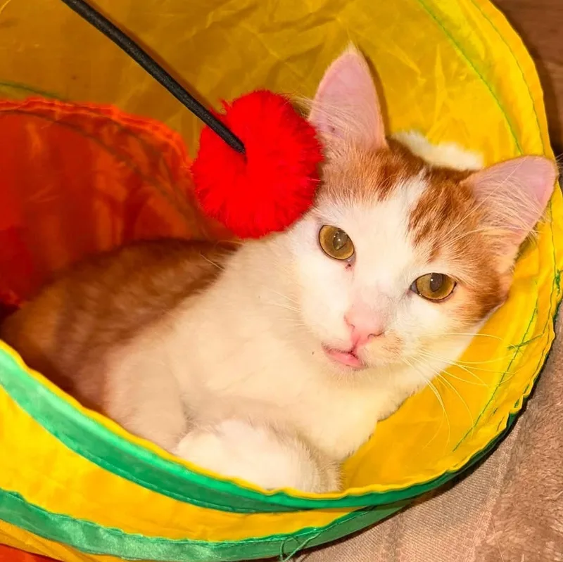 An adult medium-sized male Tabby (Orange / Red) Domestic Short Hair cat named Cosmo for adoption in Springfield, MO