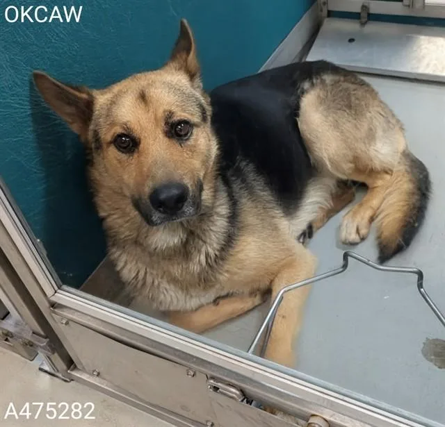A young large-sized male German Shepherd Dog dog named Ohtani for adoption in Oklahoma City, OK