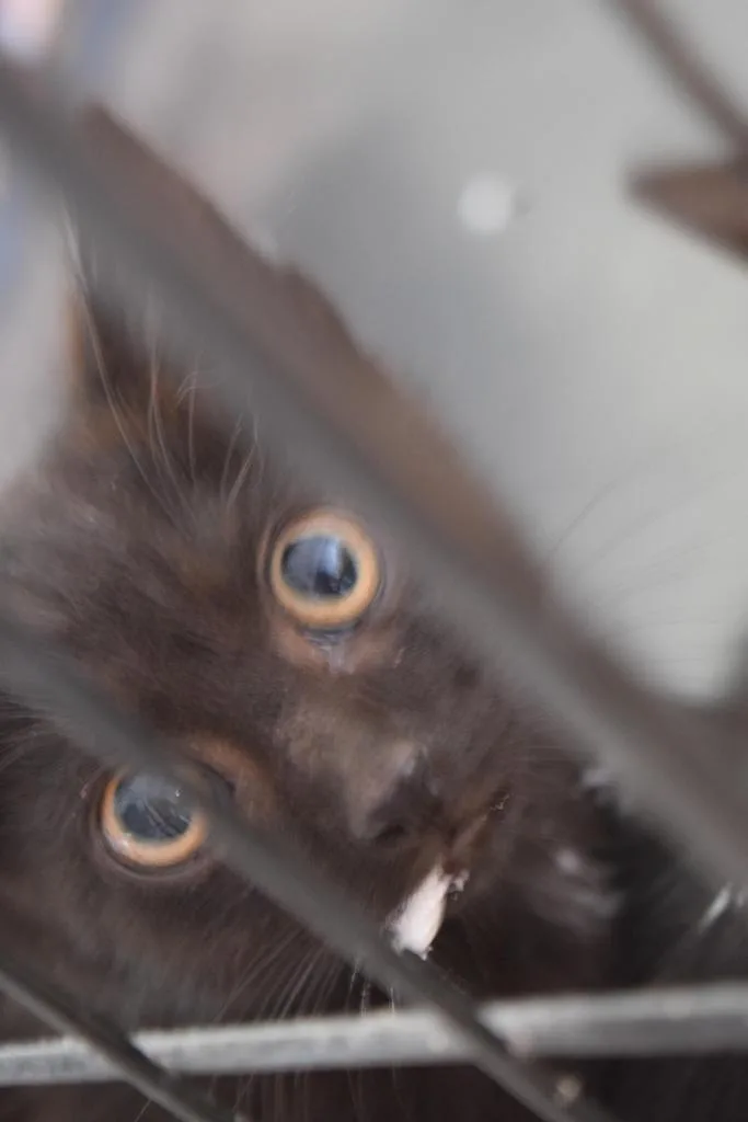A baby small-sized male Domestic Short Hair cat named Koby for adoption in Pahrump, NV