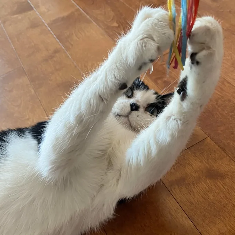 Sylvester thumbnail 2