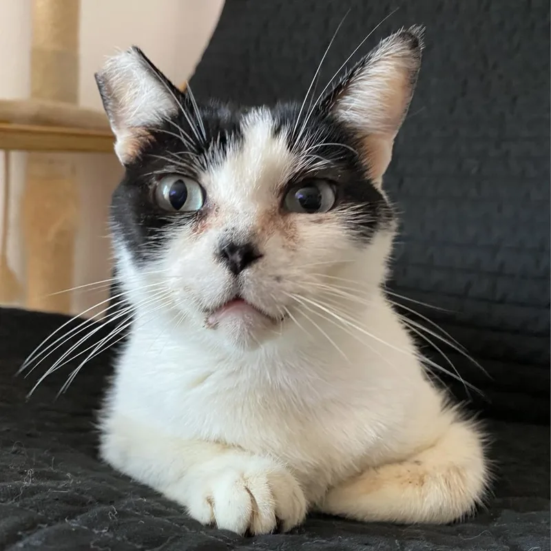 Sylvester thumbnail 3