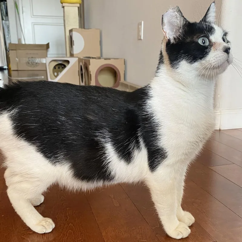 Sylvester thumbnail 4