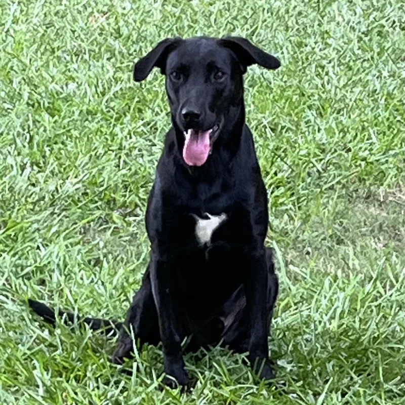 Ryder