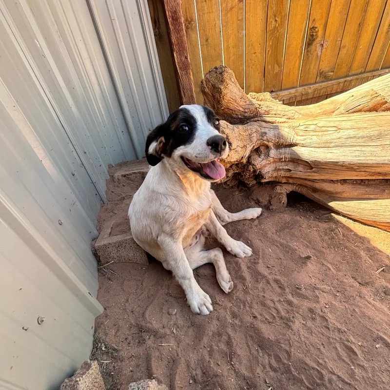 A baby medium-sized female White / Cream Mixed Breed dog named Handstand for adoption in Moab, UT