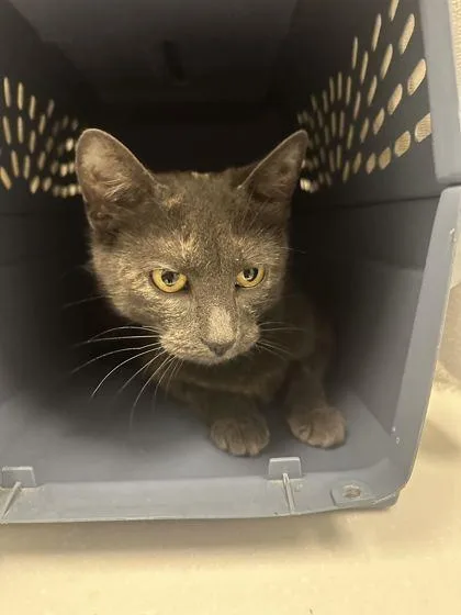 An adult medium-sized female Gray / Blue / Silver Domestic Short Hair cat named Sea Moss for adoption in Kansas City, MO