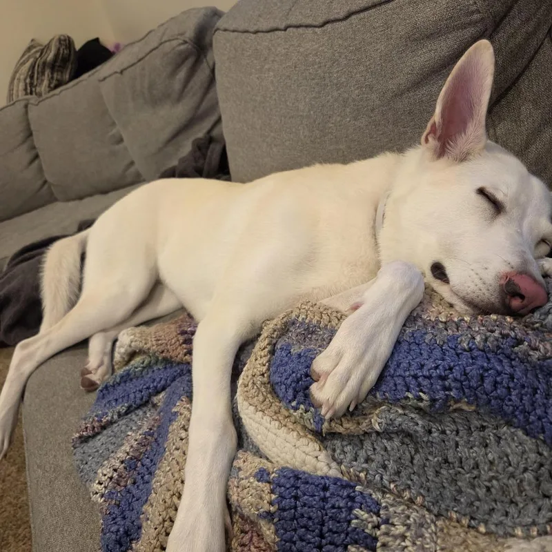 A young medium-sized female Shepherd dog named Luna D for adoption in Minnetonka, MN
