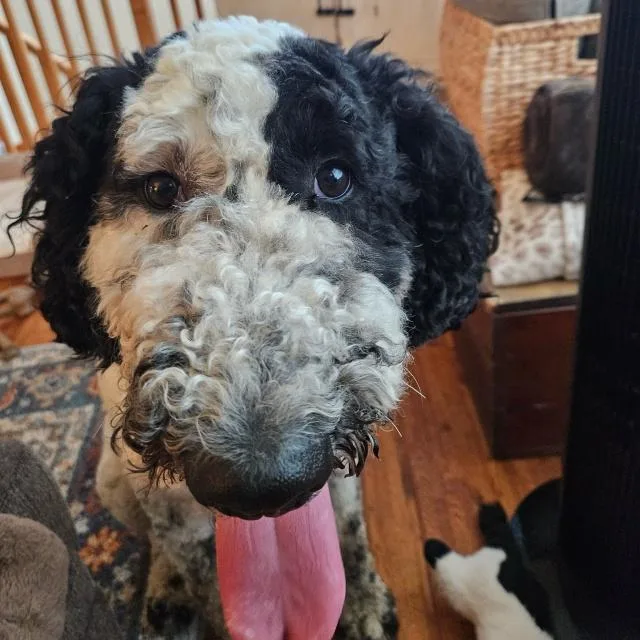 An adult large-sized female Goldendoodle dog named Poppy for adoption in Minnetonka, MN