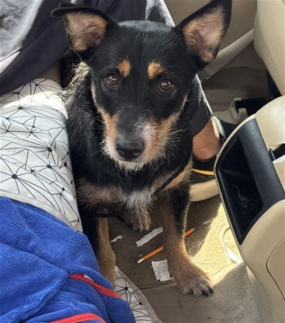 A young medium-sized female Mixed Breed dog named Hazel for adoption in Dallas, TX
