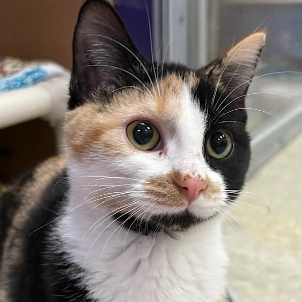 Jinx  Bonded Buddy thumbnail 3