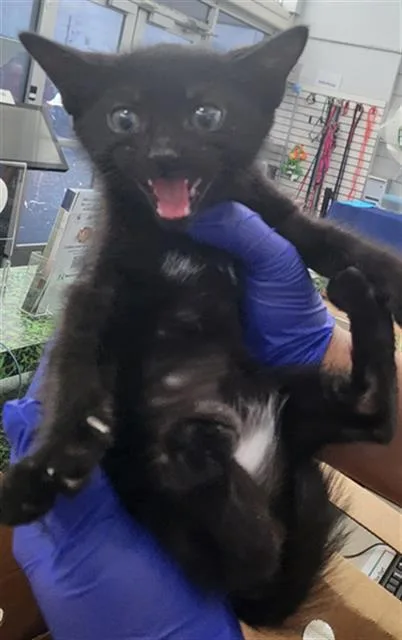 A baby medium-sized male Domestic Short Hair cat named Moose for adoption in Dallas, TX