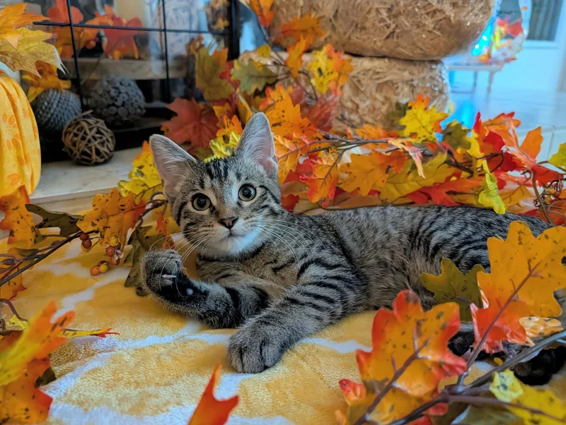 A baby medium-sized male Tabby (Brown / Chocolate) Domestic Short Hair cat named Melvin for adoption in Lacon, IL