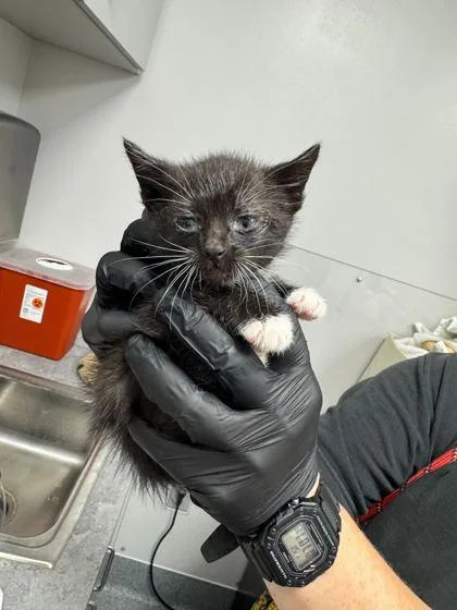 A baby small-sized female Domestic Short Hair cat named Whisker Biscuit for adoption in Sevierville, TN