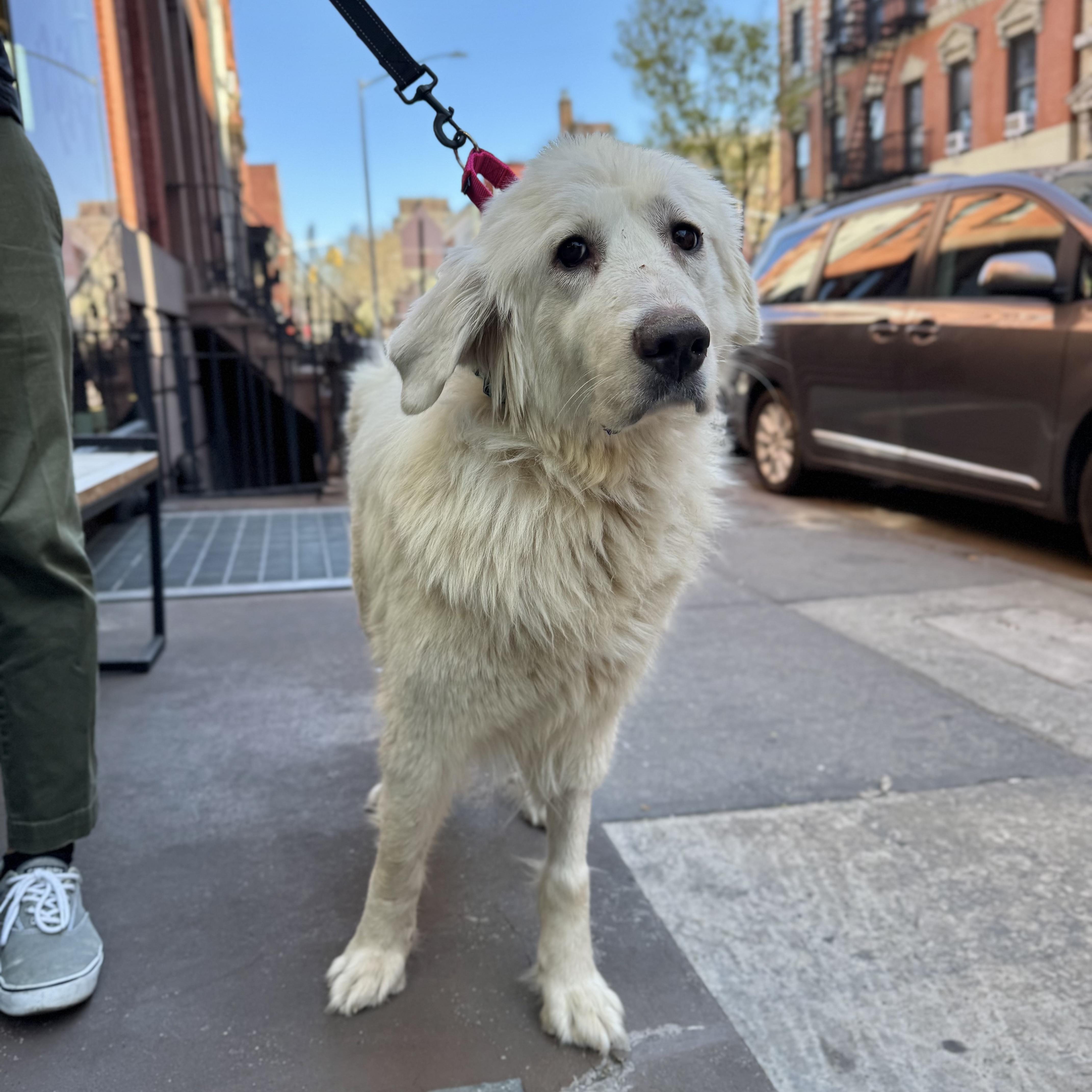 A young large-sized female White / Cream Great Pyrenees dog named Creamy for adoption in New York, NY