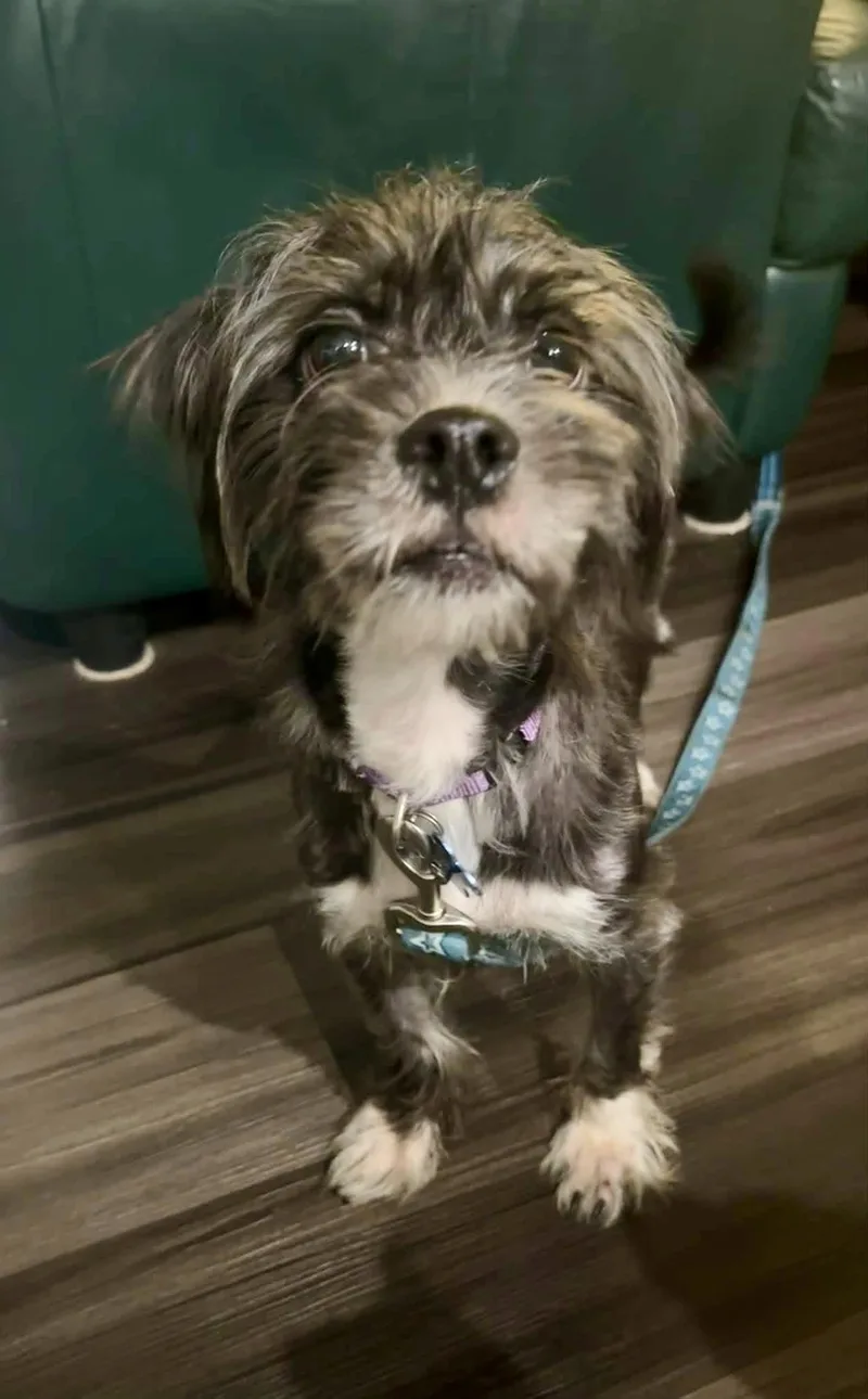 An adult small-sized male Black Havanese dog named Oscar for adoption in Grosse Pointe Park, MI