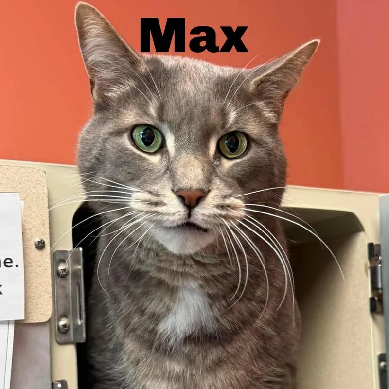 Max