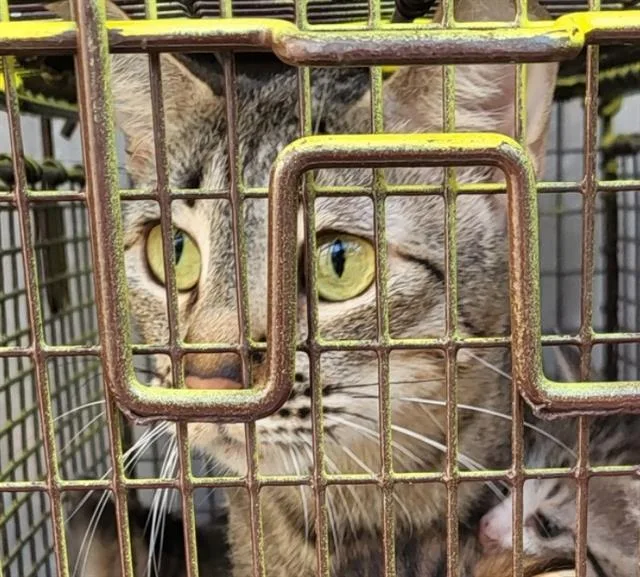 A young medium-sized female Domestic Short Hair cat named Tiny for adoption in San Antonio, TX