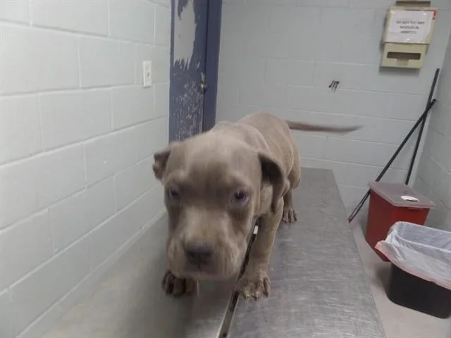 A baby small-sized male Pit Bull Terrier dog named Bart for adoption in Augusta, GA