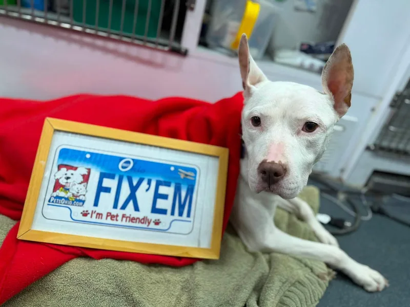 An adult medium-sized female White / Cream Pit Bull Terrier dog named Bianca for adoption in Columbus, OH