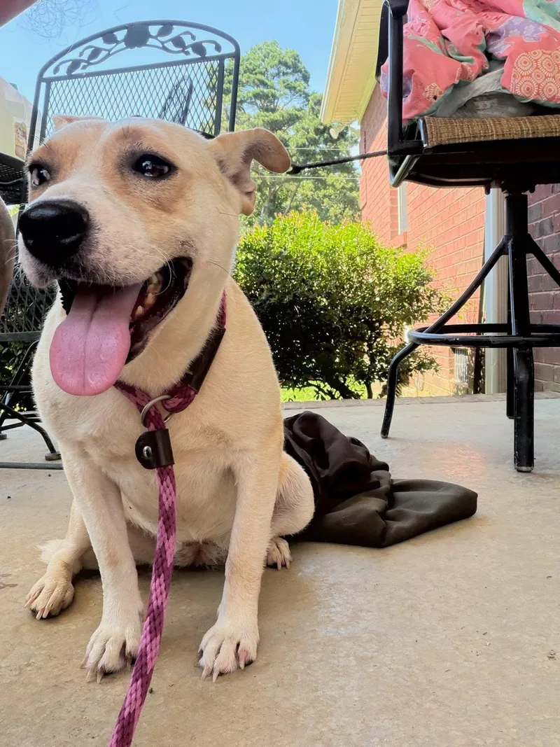 A young medium-sized female Pit Bull Terrier dog named Baby for adoption in Pembroke, MA