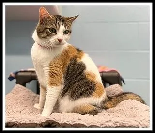 An adult medium-sized female Domestic Short Hair cat named Snowball for adoption in Peoria, IL
