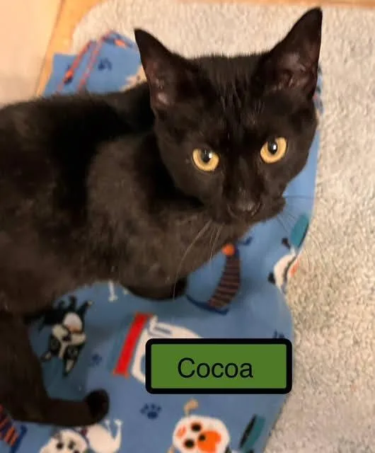 Cocoa