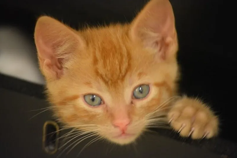 A young medium-sized male Orange / Red Domestic Short Hair cat named Joe Jr for adoption in Grand Rapids, MI