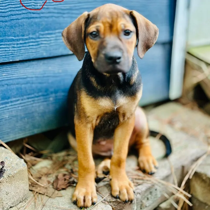 A baby small-sized male Black Hound dog named Cobbler for adoption in Wake Forest, NC
