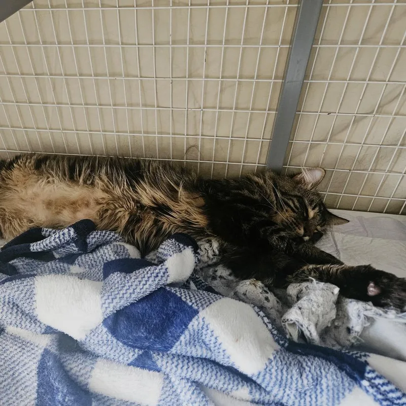 An adult medium-sized male Brown / Chocolate Domestic Medium Hair cat named Griffin for adoption in Middle Village, NY