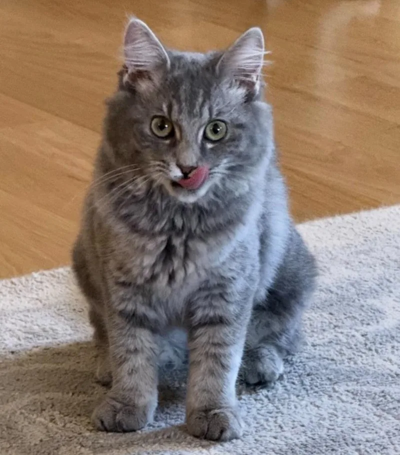 A baby medium-sized female Manx cat named Tovie for adoption in Youngsville, NC