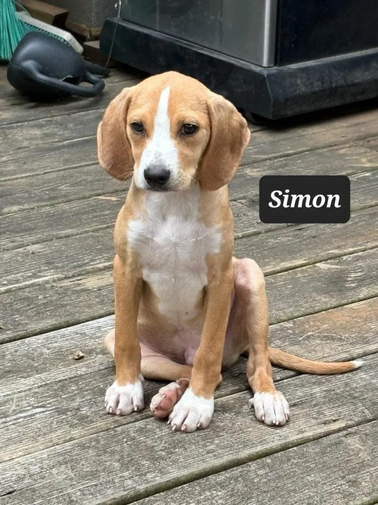 Simon