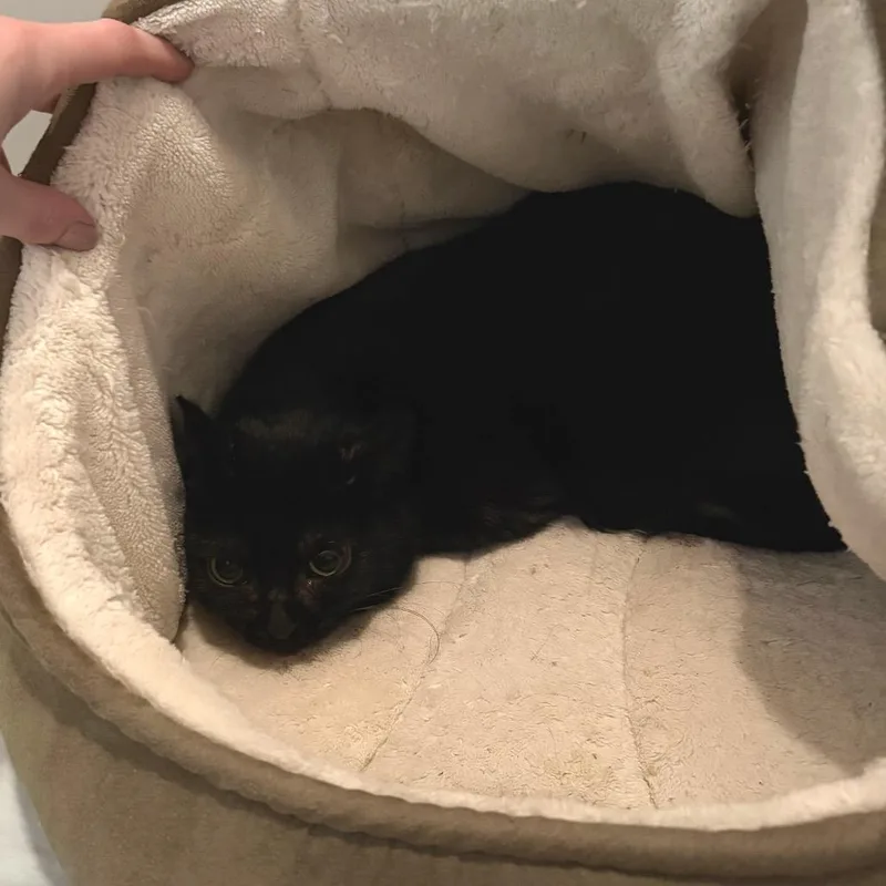 A senior medium-sized female Black Domestic Short Hair cat named Bella for adoption in Ferndale, MI