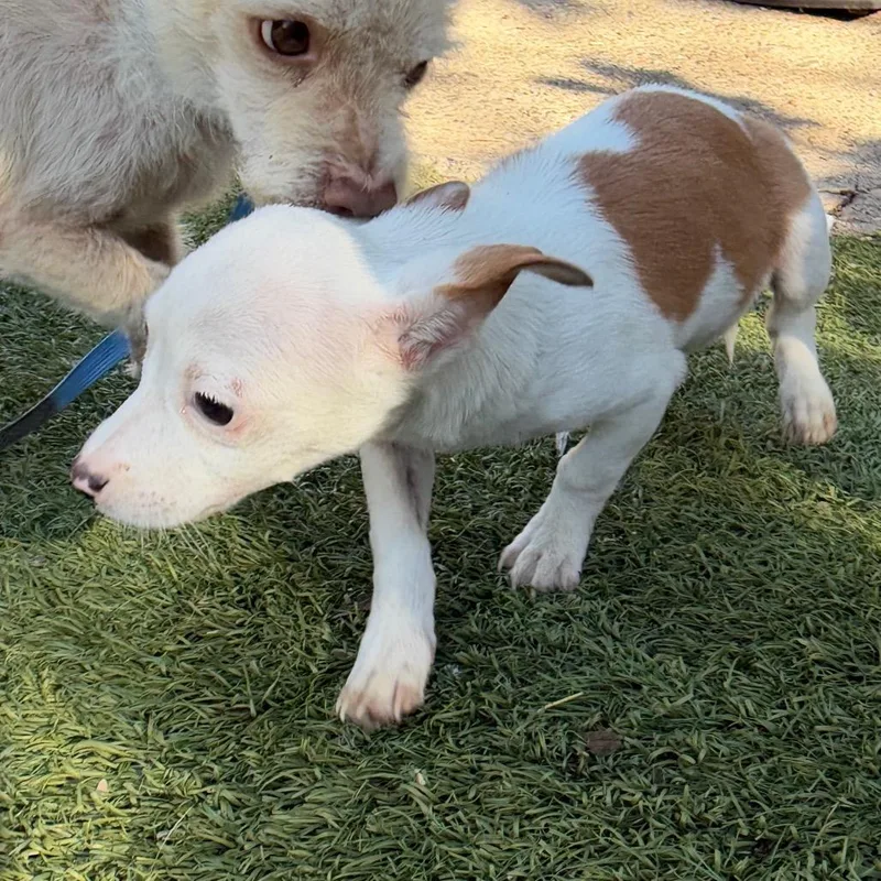 A baby small-sized male Chihuahua dog named Gordy for adoption in Point Richmond, CA