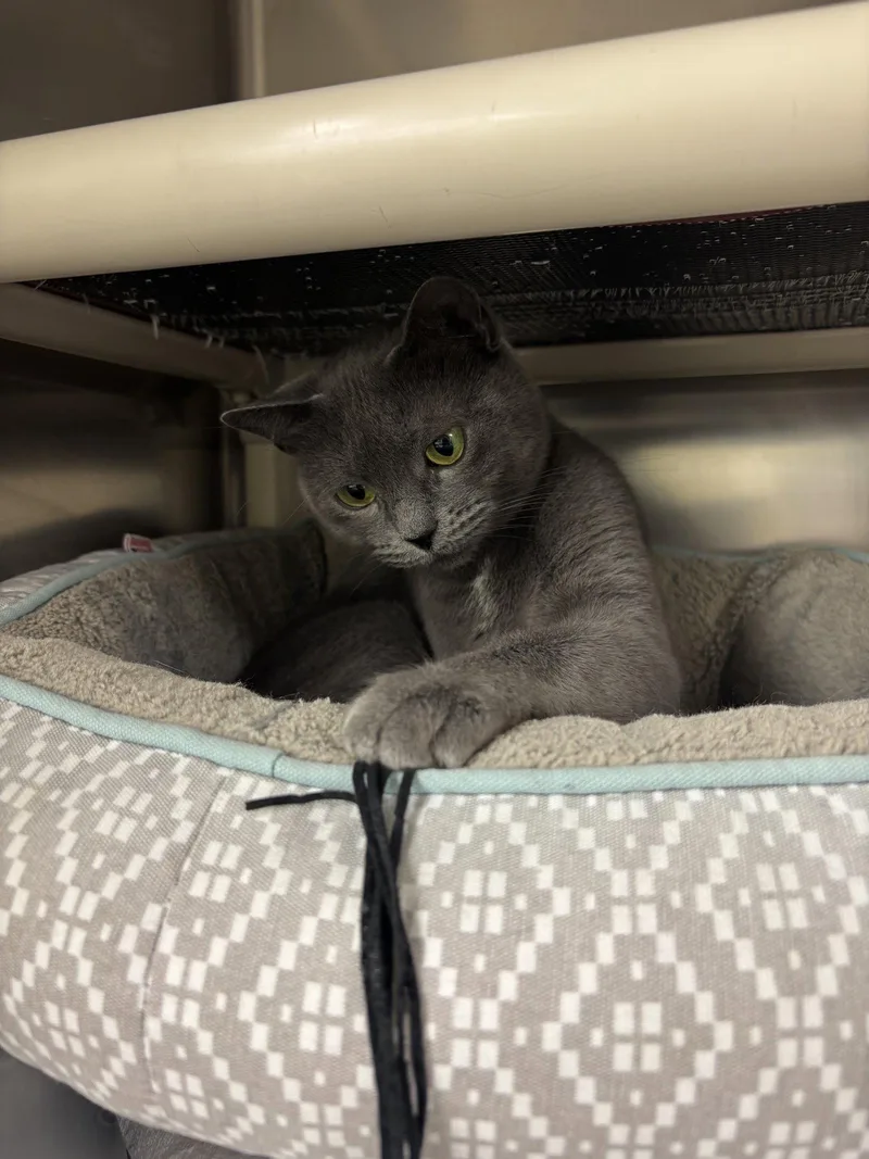An adult medium-sized female Gray & White Domestic Short Hair cat named Titi for adoption in Brick, NJ