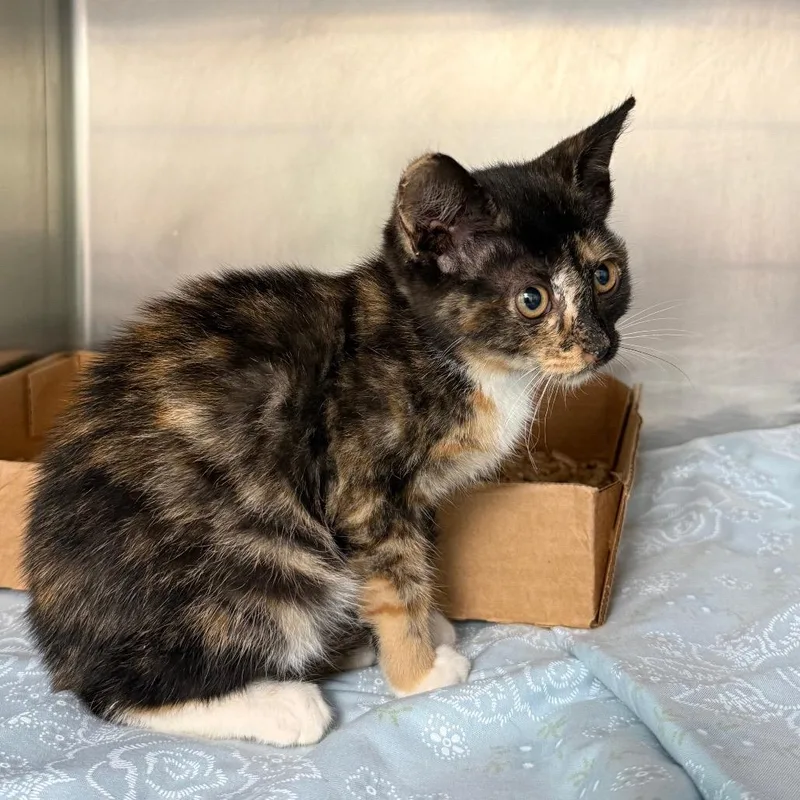 A baby small-sized female Torbie Domestic Short Hair cat named Hermione for adoption in Troy, VA