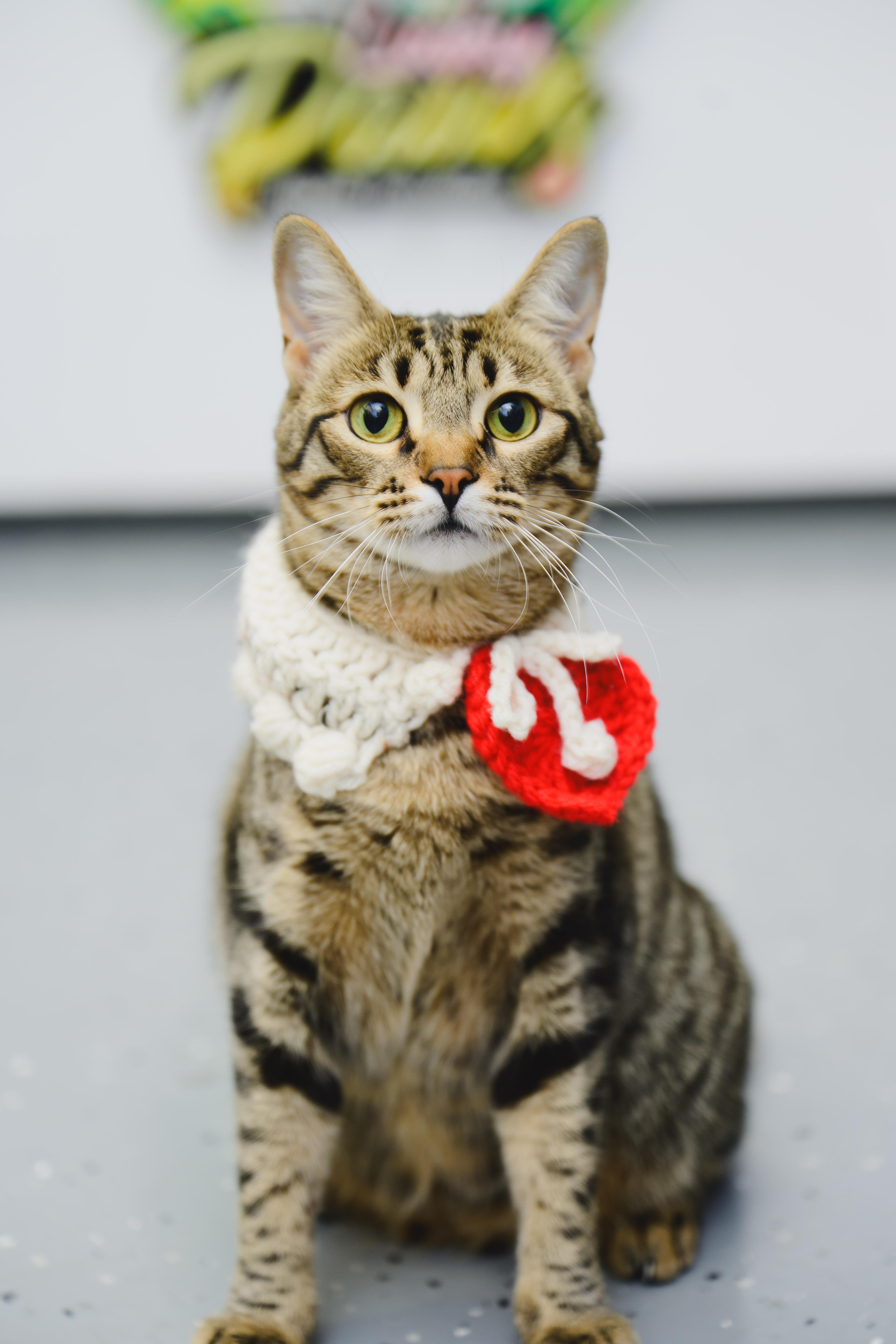 Gallatin thumbnail 6