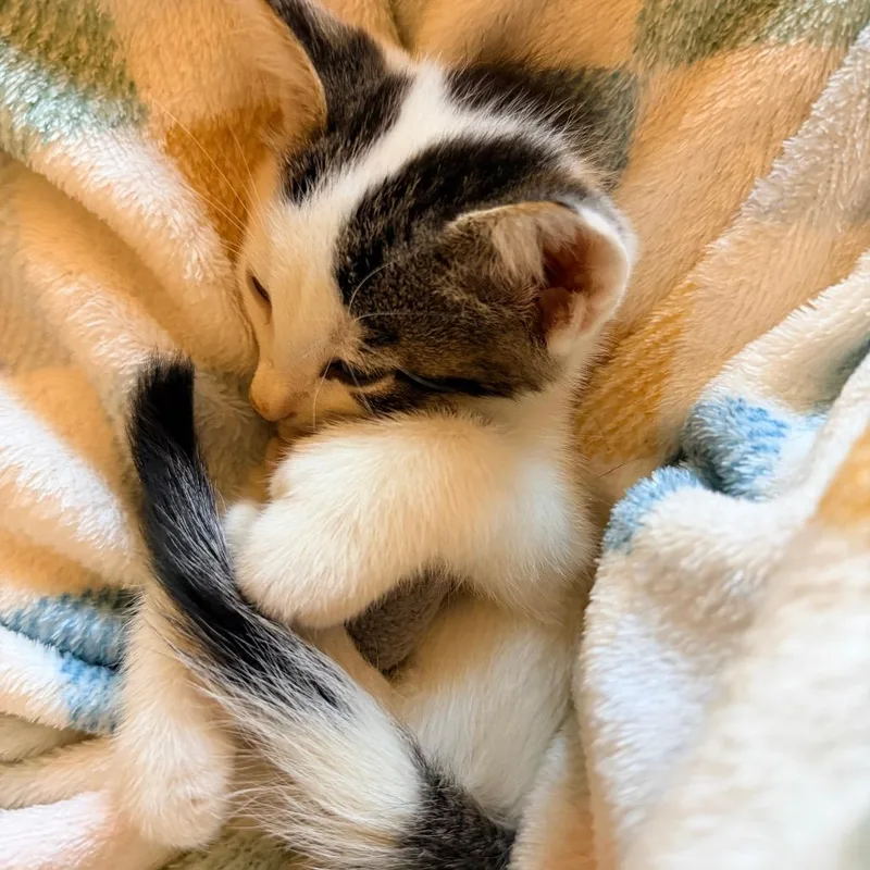 A baby small-sized male Domestic Short Hair cat named Alien for adoption in Jupiter, FL