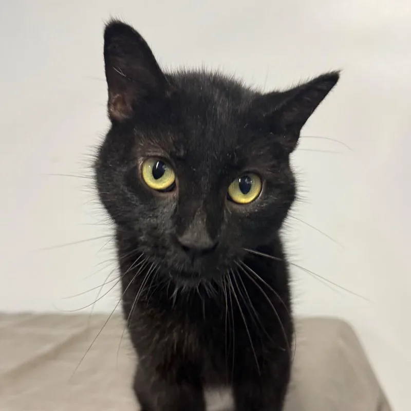 A young small-sized female Black Domestic Short Hair cat named Traveling Onyxia for adoption in Eaton Rapids, MI