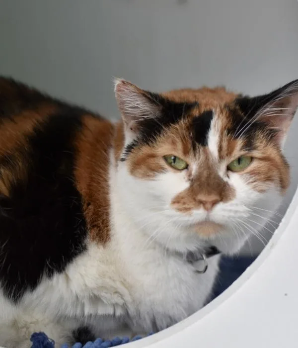 A senior medium-sized female Calico Domestic Short Hair cat named Sherry for adoption in Marietta, GA
