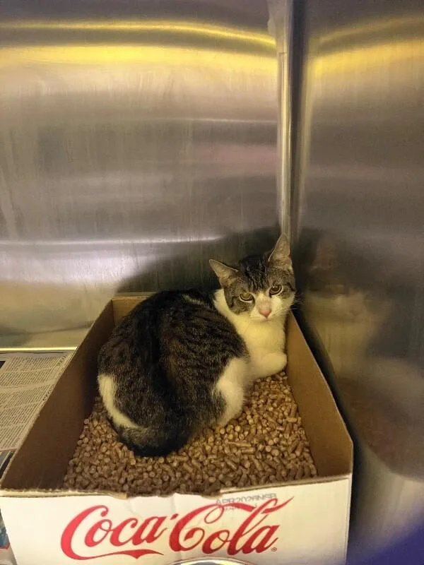 An adult medium-sized male Tabby (Brown / Chocolate) Domestic Short Hair cat named Jeter for adoption in Jackson, TN