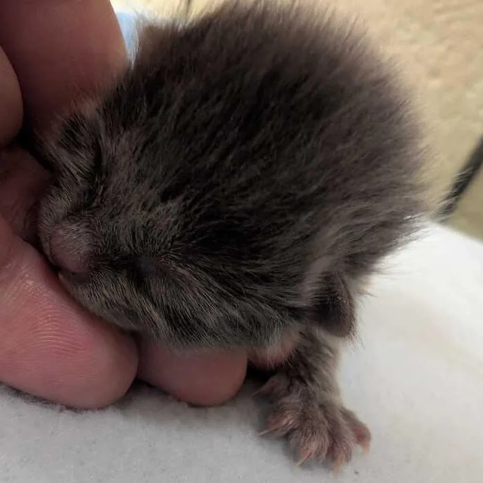 A baby small-sized female Gray / Blue / Silver Domestic Short Hair cat named Stagg Jr for adoption in Asheville, NC