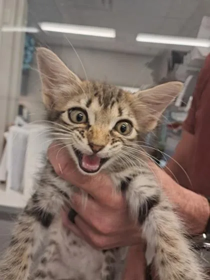 An adult small-sized female Domestic Medium Hair cat named Bugsy for adoption in Shreveport, LA