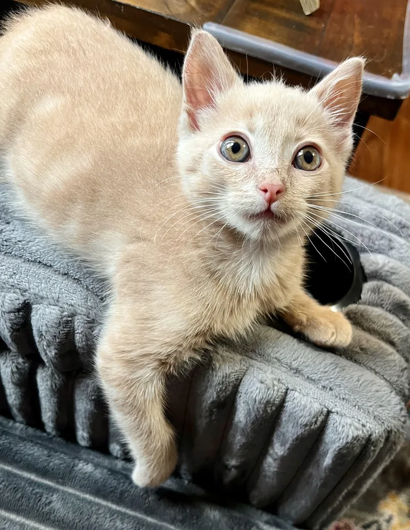 A baby medium-sized male Buff / Tan / Fawn Domestic Short Hair cat named Paddy for adoption in Mount Juliet, TN