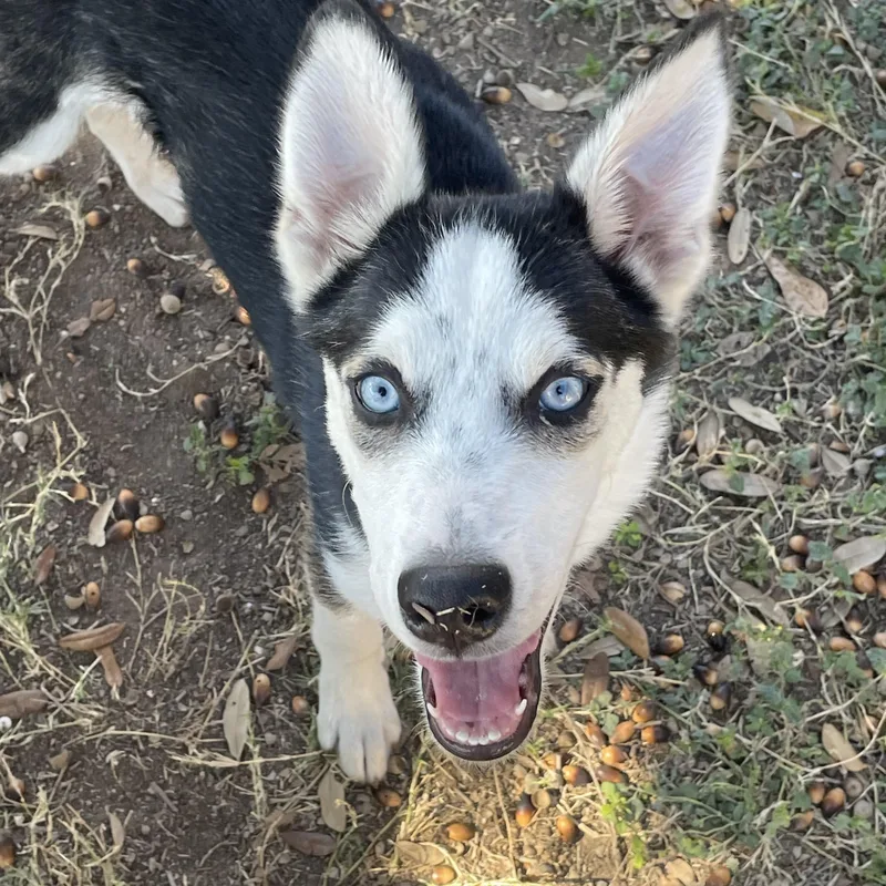 A young medium-sized male Siberian Husky dog named Demitri for adoption in Mcallen, TX