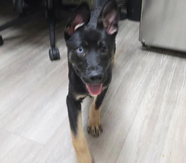 A baby small-sized female German Shepherd Dog dog named Mohan for adoption in Oceanside, CA