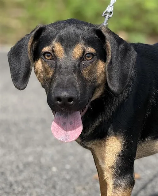 A young small-sized male German Shepherd Dog dog named Brando for adoption in Canfield, OH